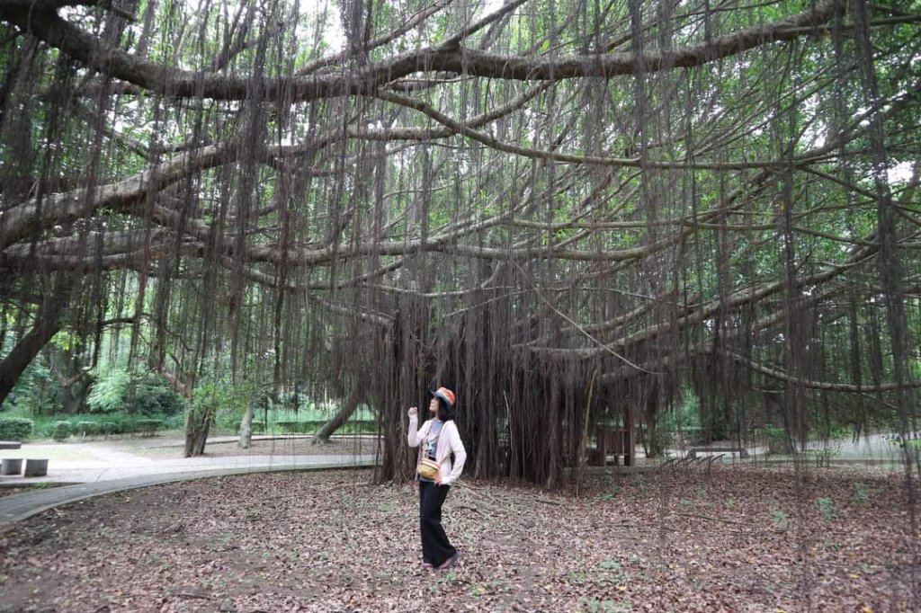 〔湖口〕漢卿 萬年 仁和 金獅 秀才 萬庚道 。白沙岬燈塔〔 苗栗〕虎頭山通宵神社 新豐 紅樹林封面圖