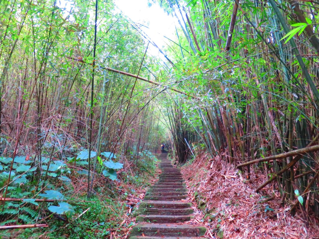 迎春賞花步道：走狗殷勤古道上平菁街賞春櫻_811609