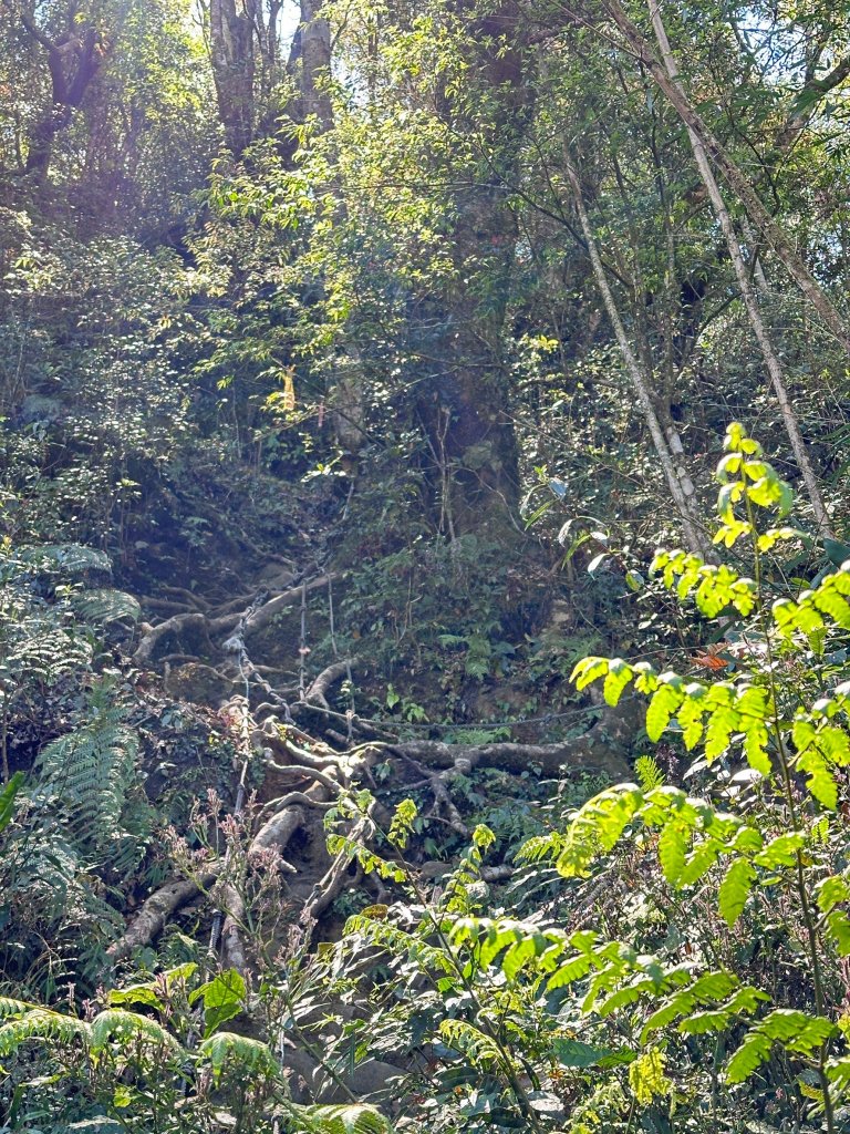 大凍山連走芙蓉山小O繞_2470504