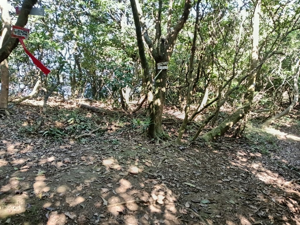 貢寮區龍洞坑古道+苦苓嶺+南雅山+海園古道O型_2954652