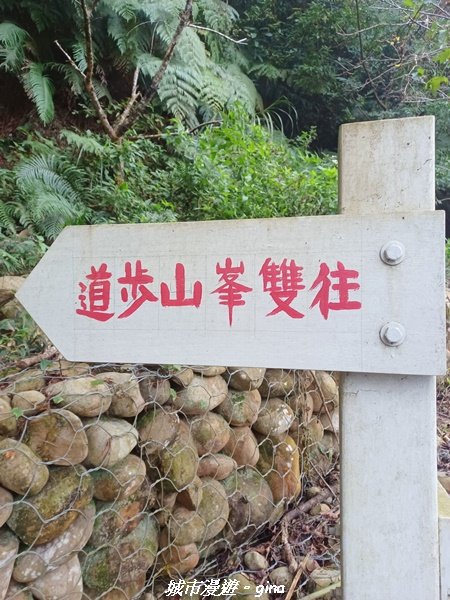 【苗栗銅鑼】健行賞花兩相宜。 銅鑼雙峰山x2023杭菊花季_2355242