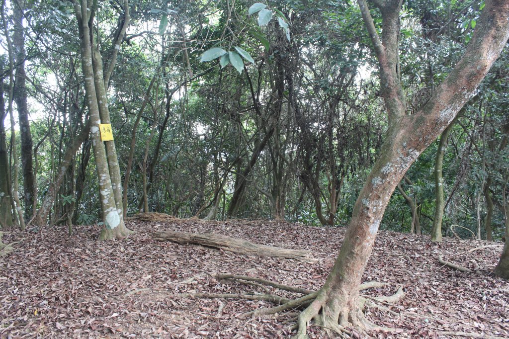 20230429高雄月茶縱走_2138535