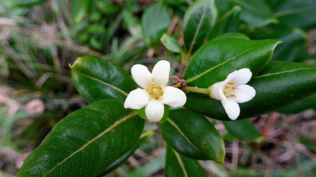 瑞芳四秀_1964905