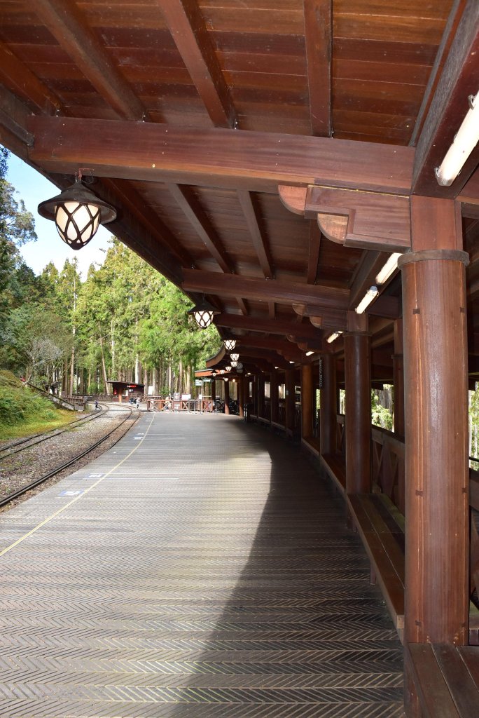 20260207阿里山健行追公車_3010595