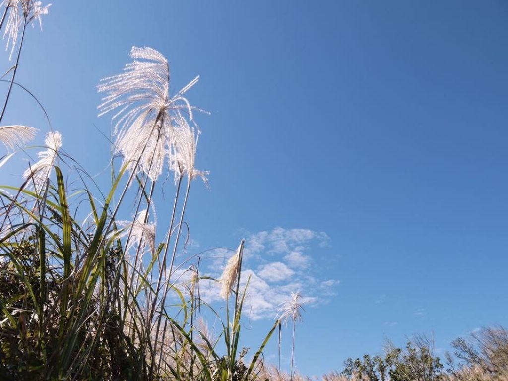 陽明山秋芒：風櫃嘴—頂山—石梯嶺—擎天崗_309475