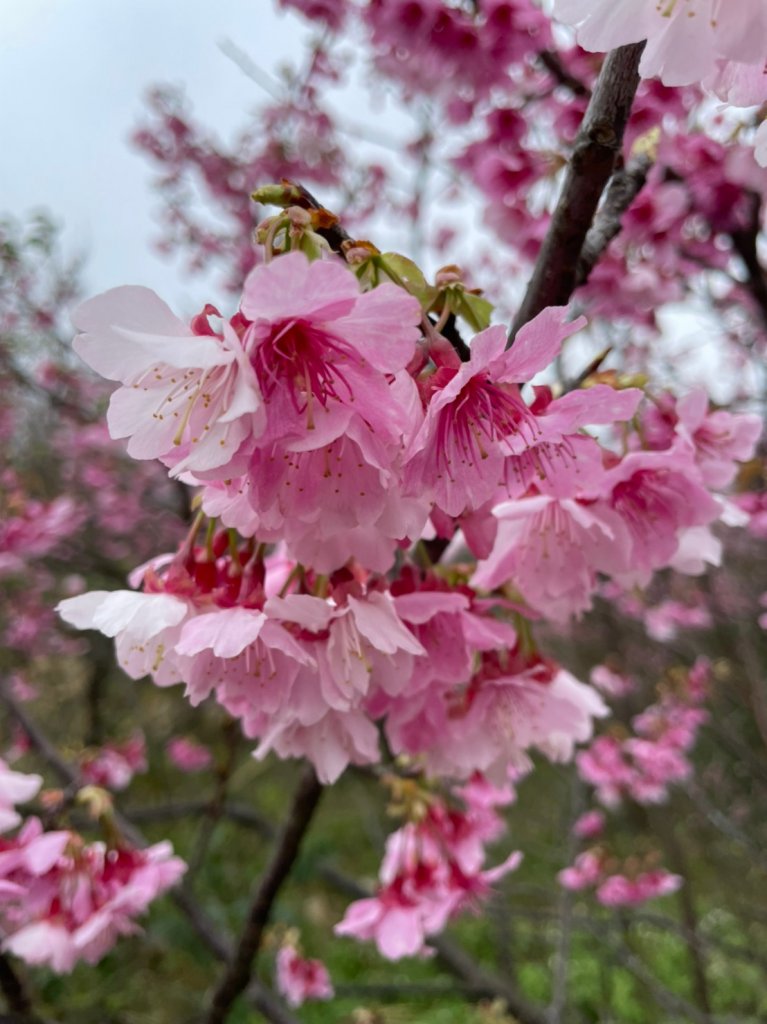 平菁街42巷櫻花封面圖