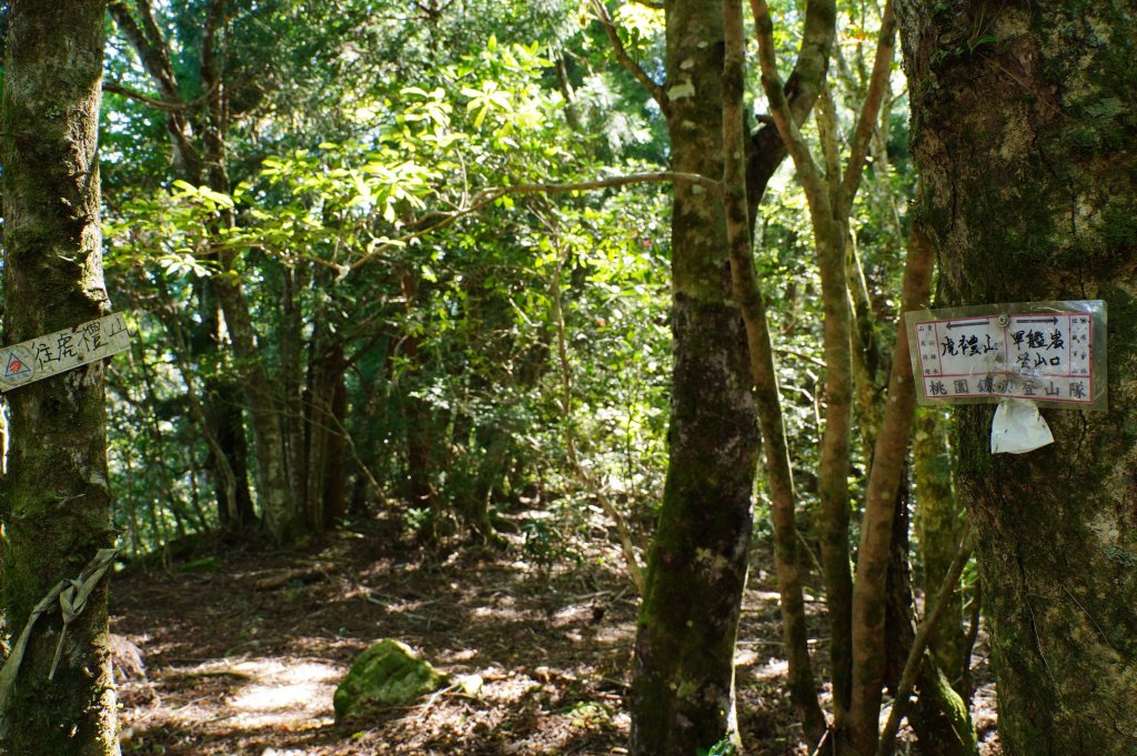新竹 尖石 芝生毛臺山、虎禮山_2903156