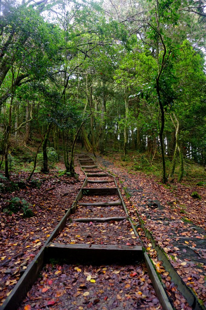 檜山巨木森林步道_481570