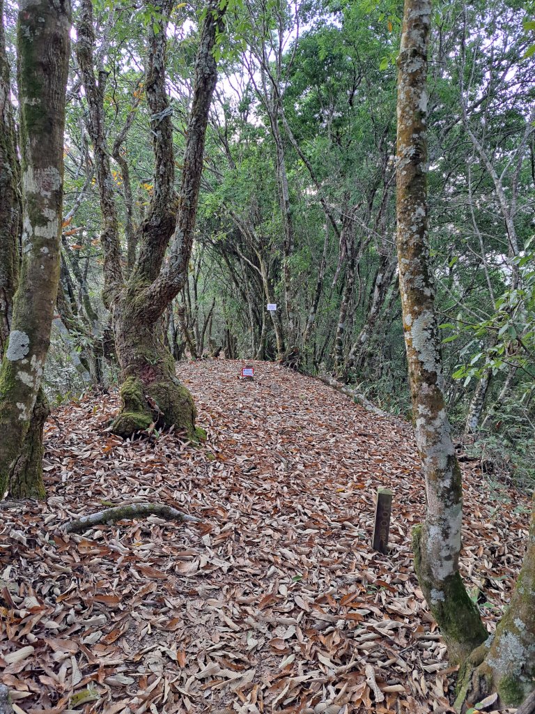 廬山史努櫻步道O型(荷戈富士山)20230108封面圖