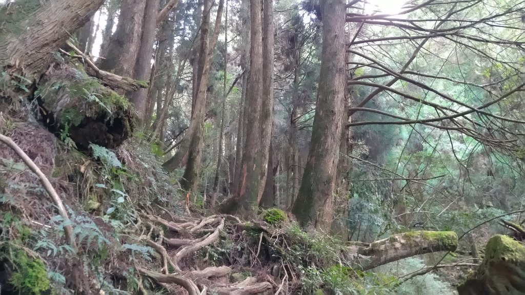 嘉義 阿里山 兒玉山、東水山、北霞山_1486708