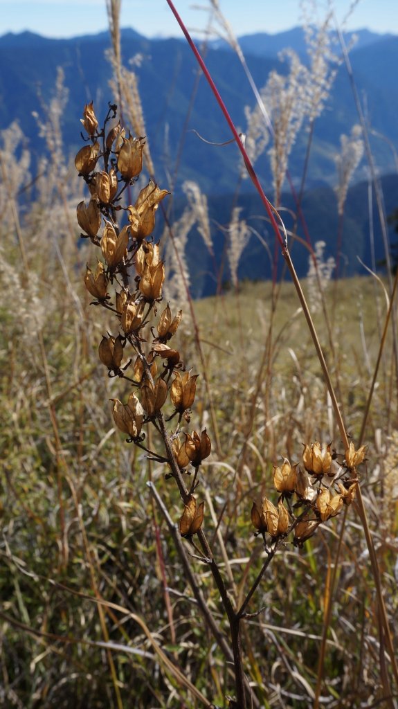 志佳陽雪山之毅_465991