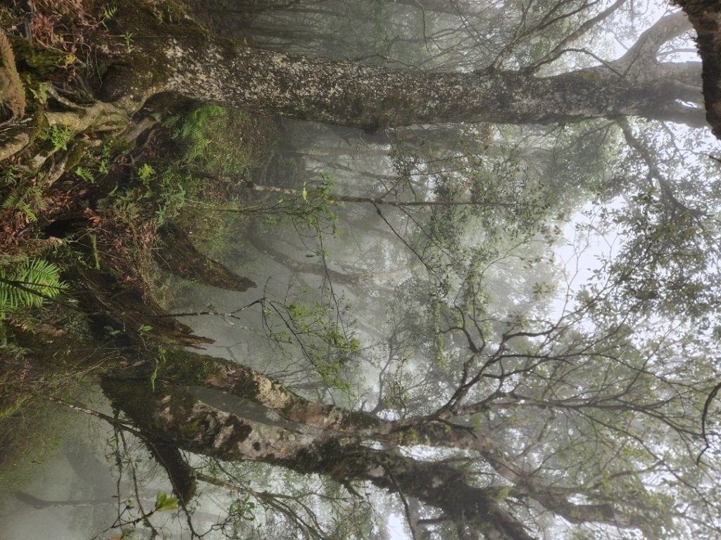 【中級山縱走】魯壁山，東穗山，大島田山，宇老觀景台_2771650