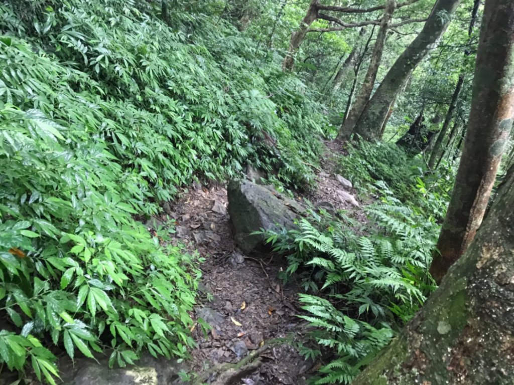 雨後泥灘路上美鹿拔刀爾山_460630