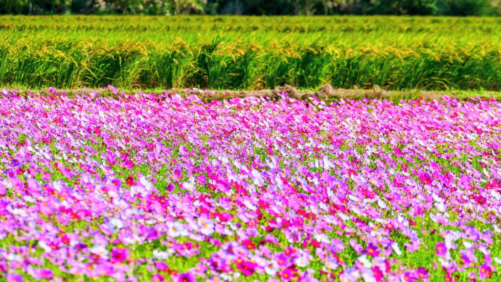 富岡仙草花_2942414