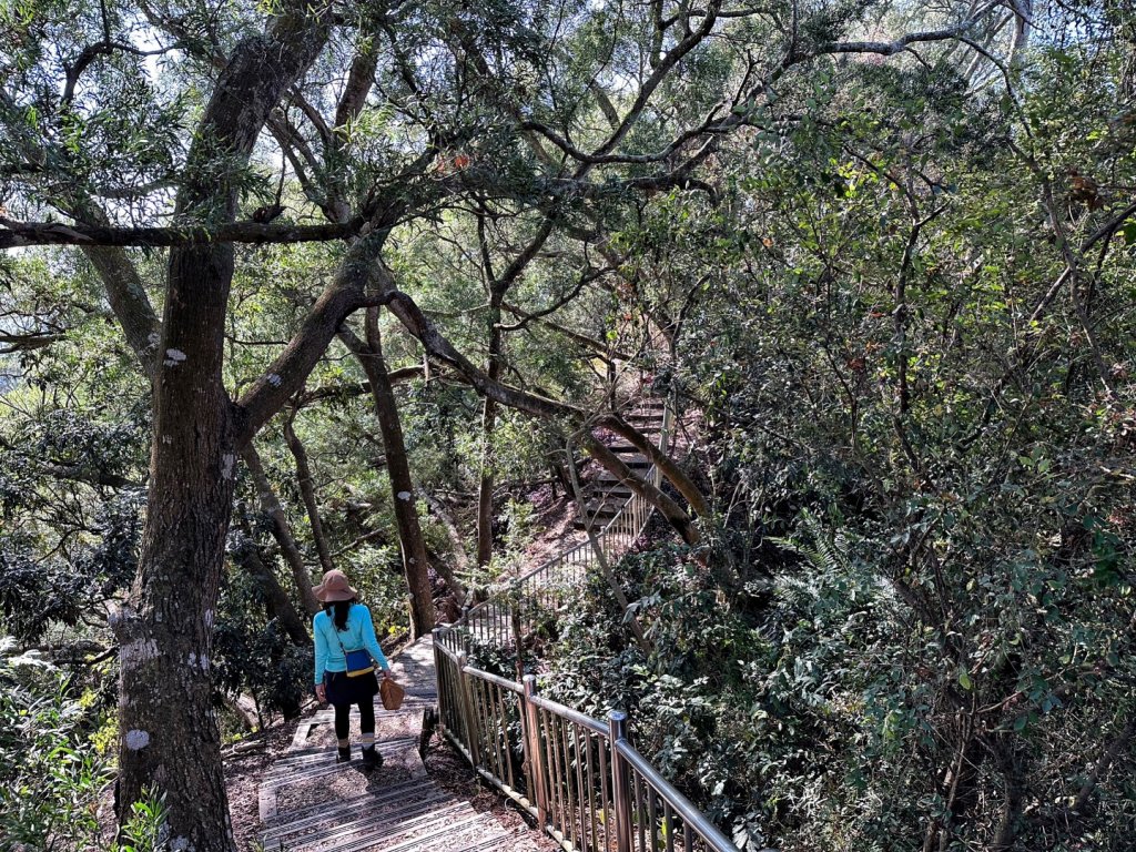 聚興山 新田步道 龍興巷落羽松_1994546
