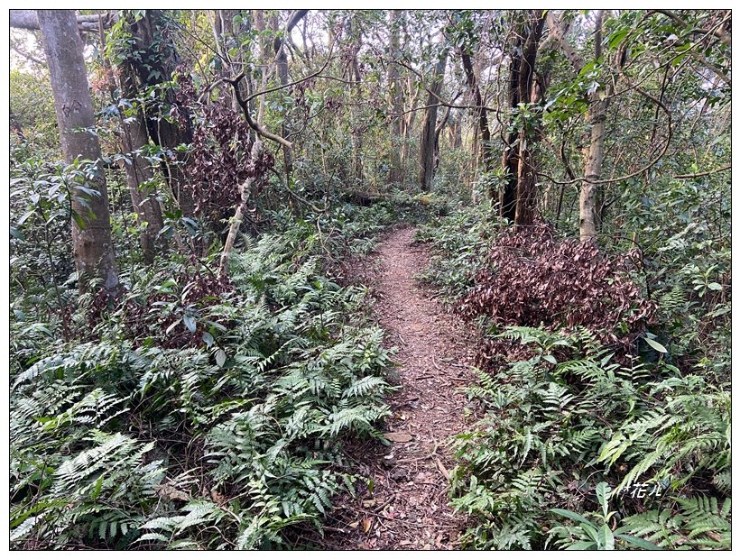頭寮山、內湳溝山、牛角湳西南峰O型連走_2738982