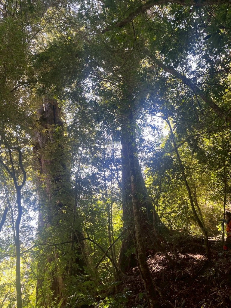 新竹 尖石 鎮西堡巨木群步道A線巨木群 毒龍潭_2884740