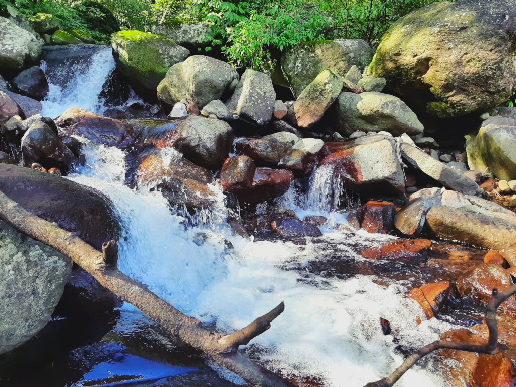 陽明山神秘綠境 • 鹿角坑保護區_2038661