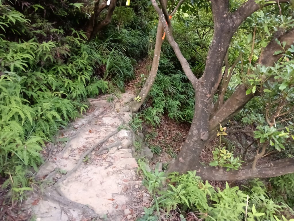 瑞芳區驚險驚嚇+短暫迷途的半屏大瀑布(瀑布稜)+小錐麓古道_2886202