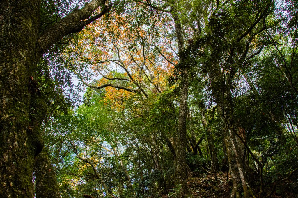 稍來山楓葉林_2960879