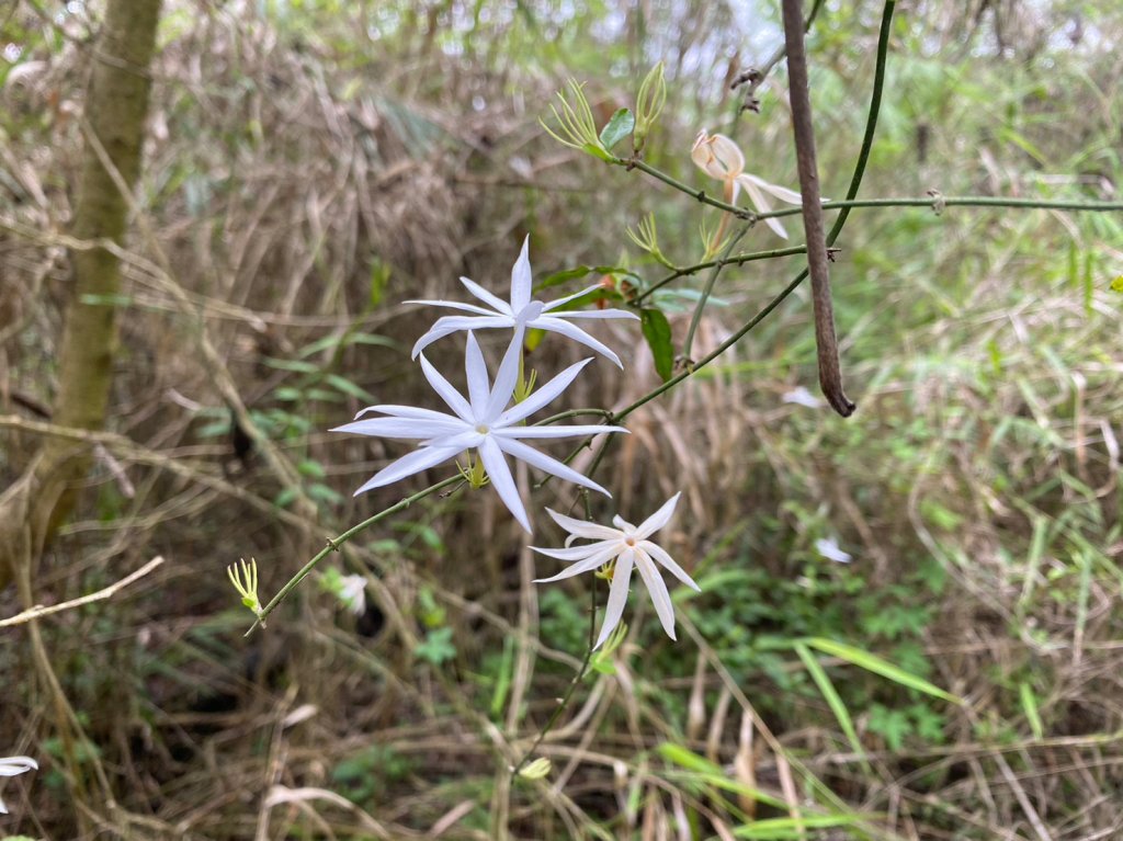枕頭山.水火同源.關子嶺.蓮花公園【吃荷玩勒在白河】_2163311