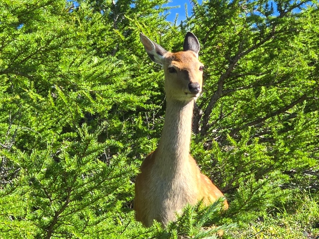 2024 日本富士山、寶永山_2614798