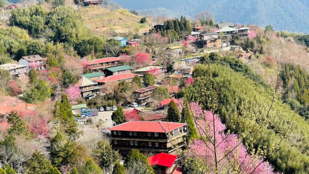 1100219司馬庫斯櫻花_1277733