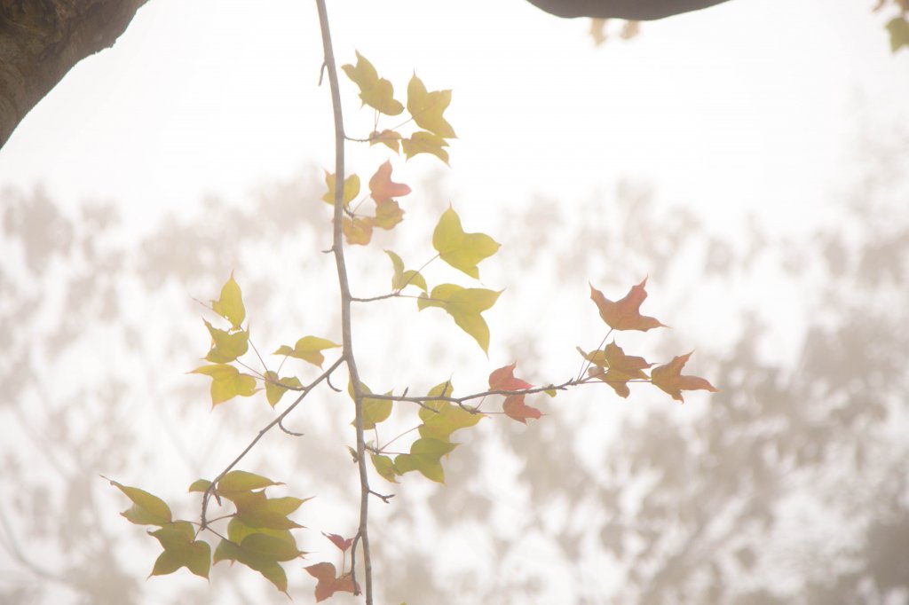 步道巡訪員│四大天王山步道一月巡訪日誌_817824