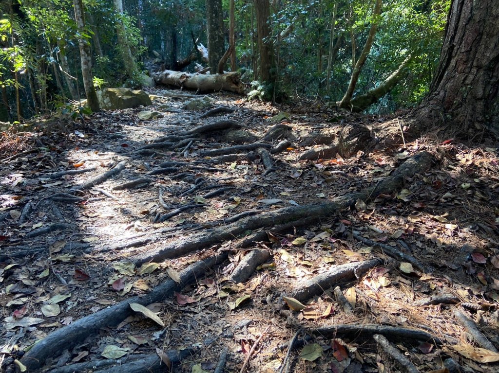 唐麻丹山-松鶴上三角點O型回松鶴_2378370
