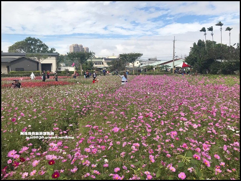 2020桃園花彩節大溪展區繽紛登場_1172280