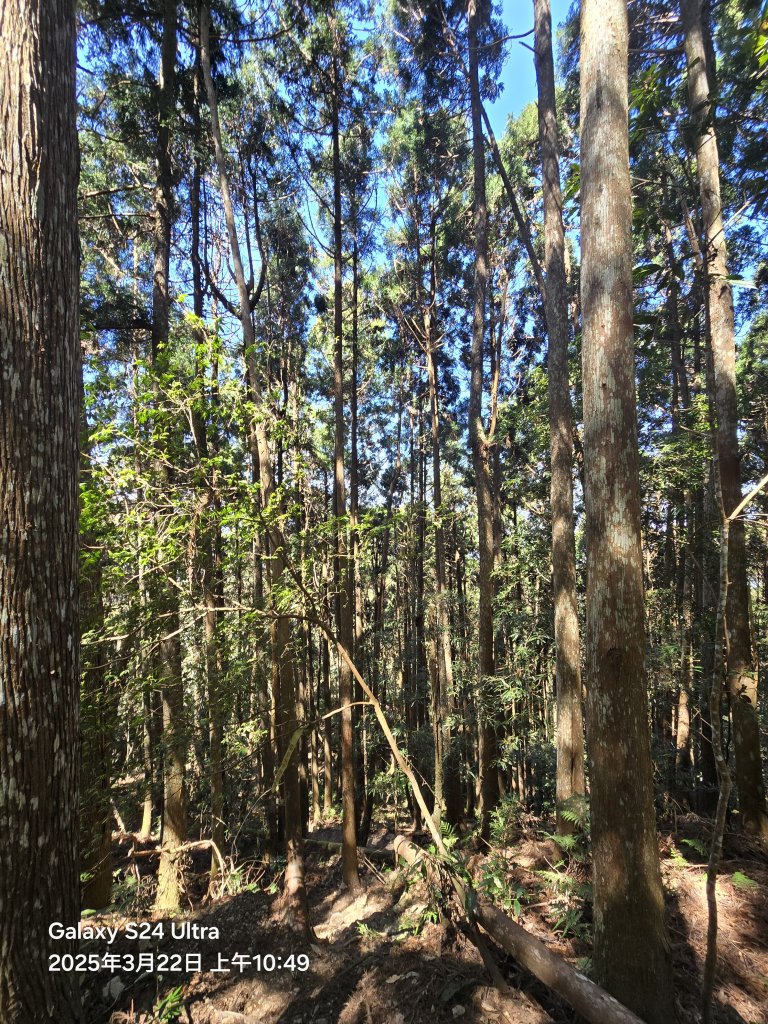 2025-03-22油羅山步道_2743405