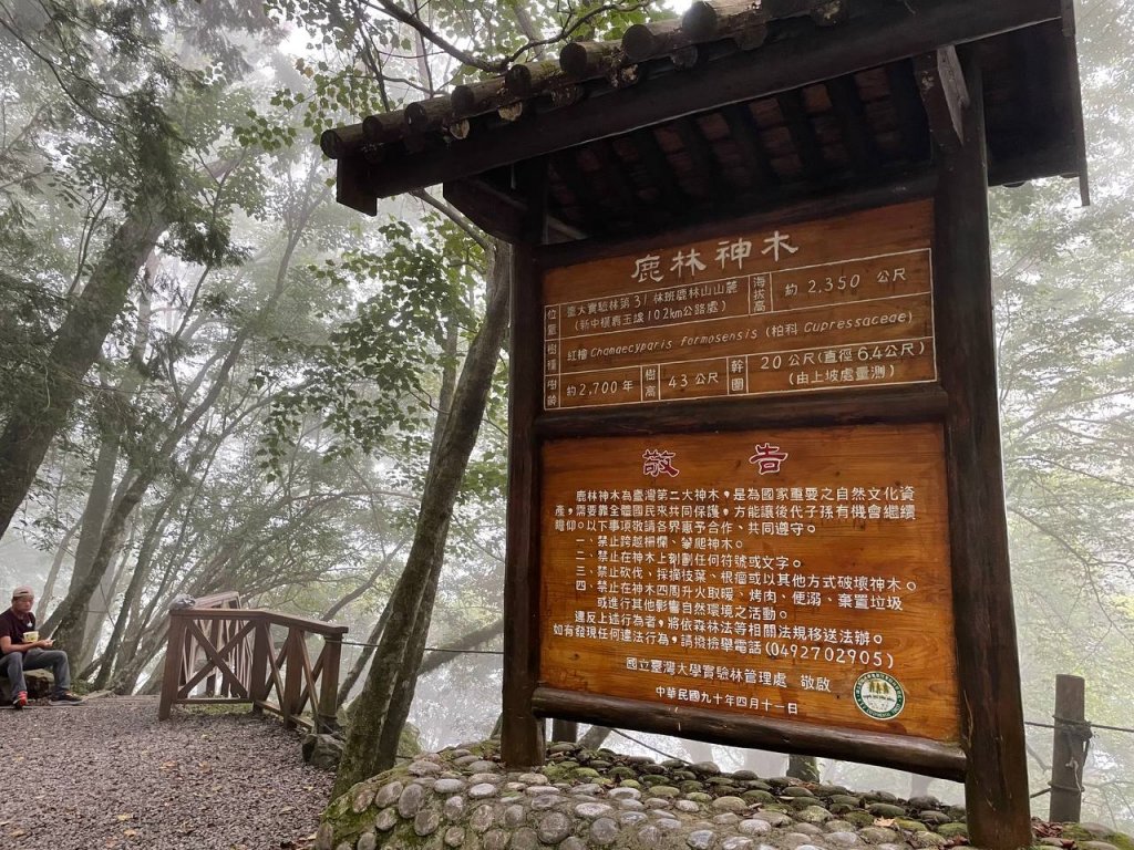 石山引水道 鹿林神木_1808952