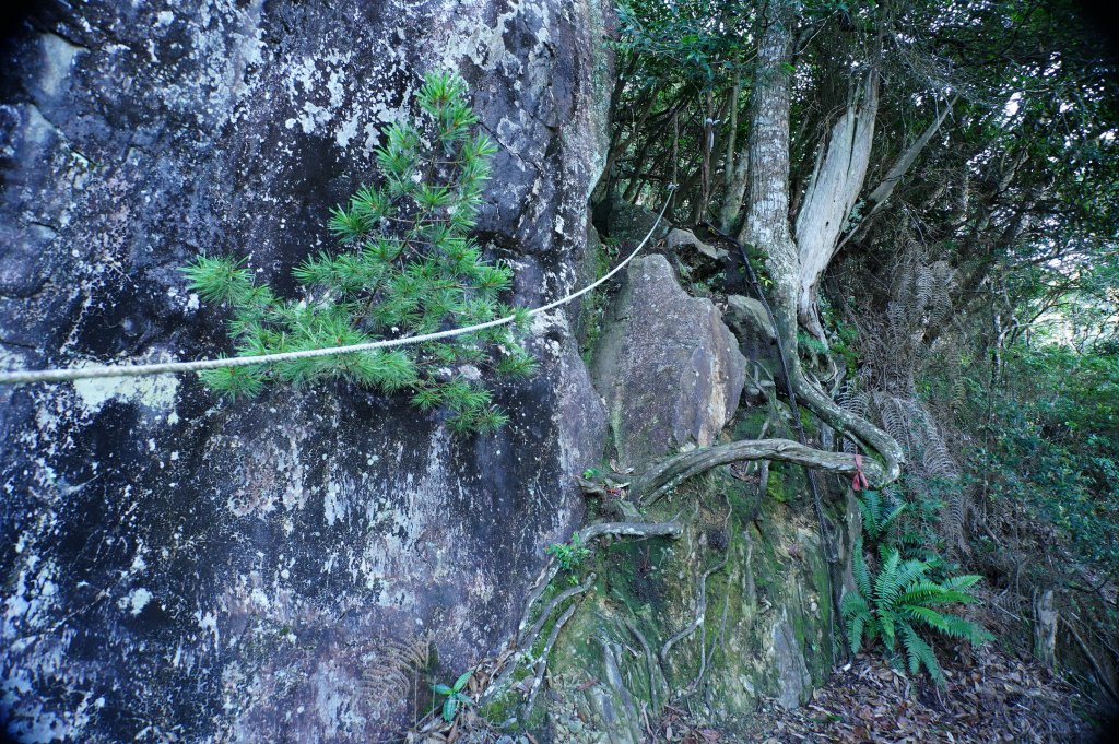 台中 和平 南松鶴山、八仙山、東松鶴山_2877940