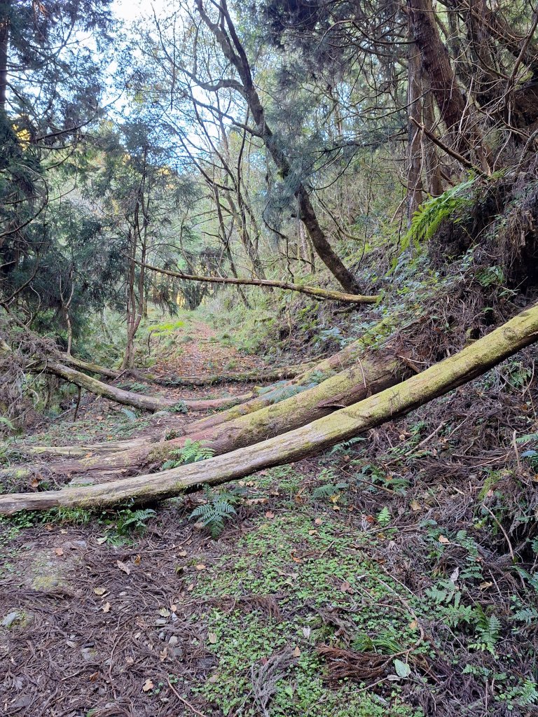 石山+阿毛神木20251211_2961787