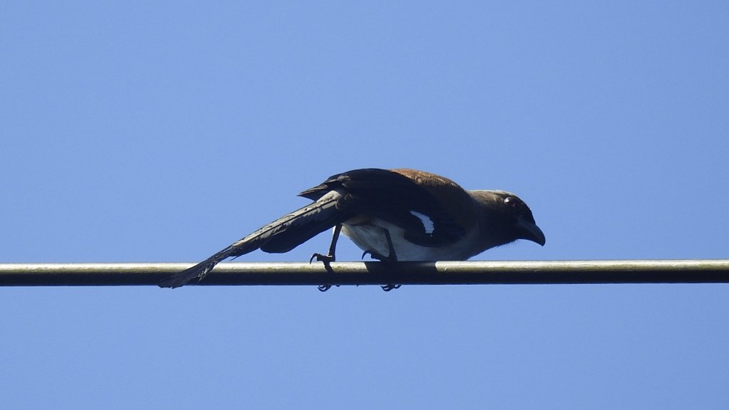 包場槓龜的代價-久違的 #藍腹鷴 公鳥 10/7_2616293