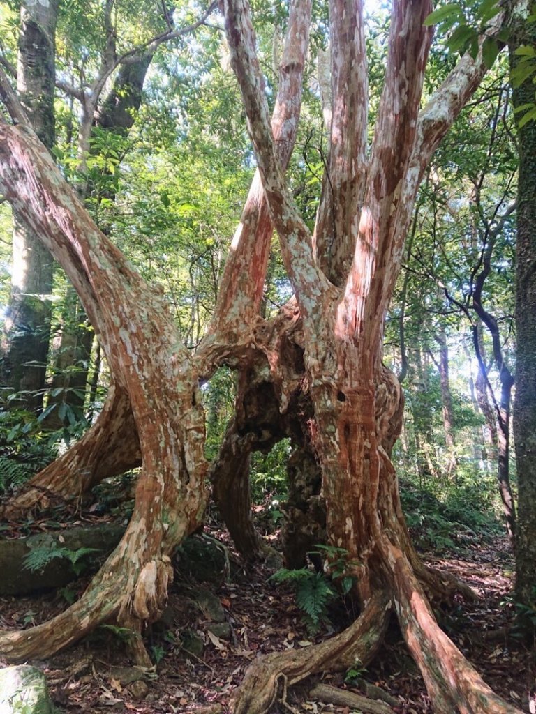 貴妃山、那結山O走_1478394