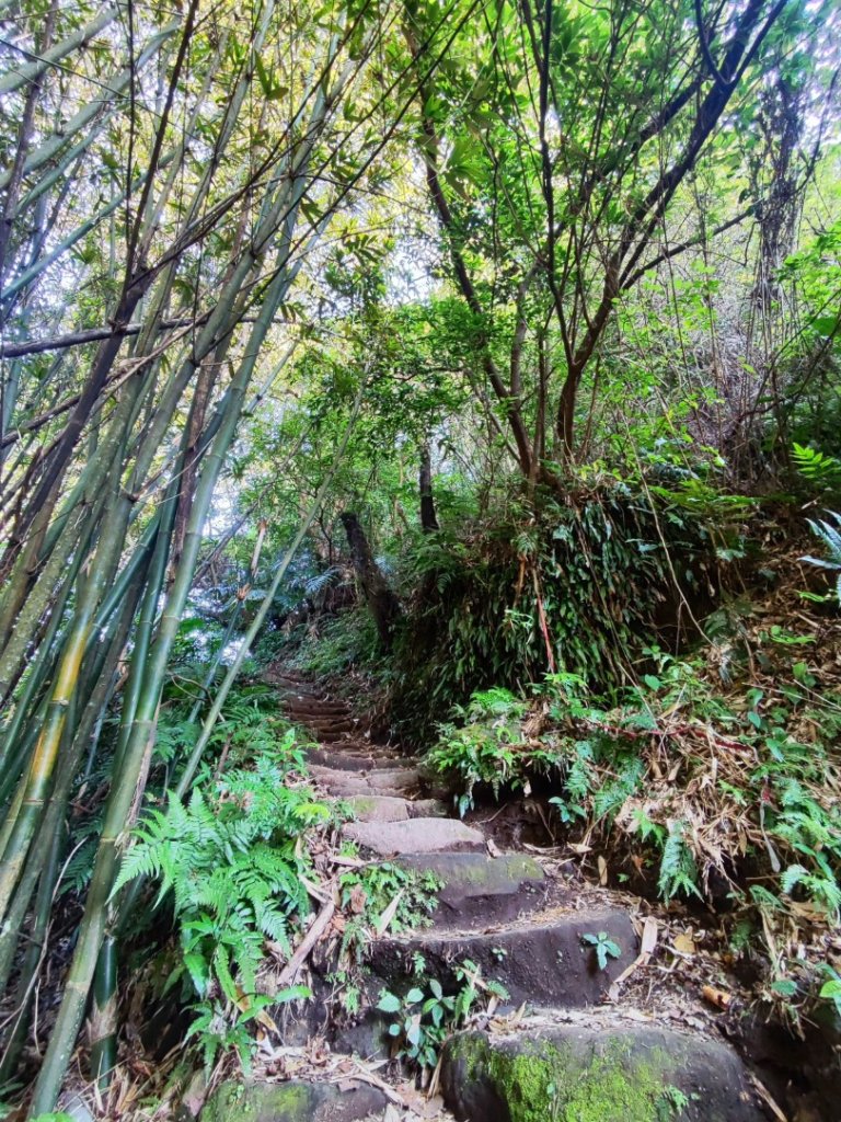 草山觀瀑吊橋-百年楓香巨木-草山水管支線-大屯瀑布-小隱潭瀑布_2982760