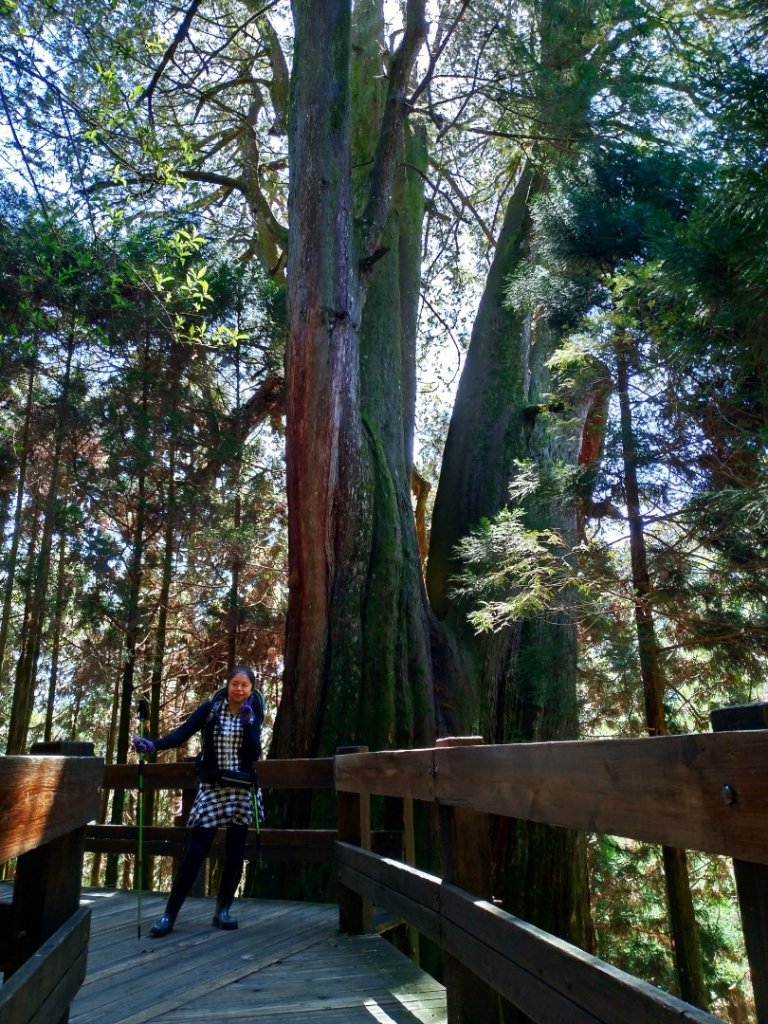 檜山巨木群步道_1662897