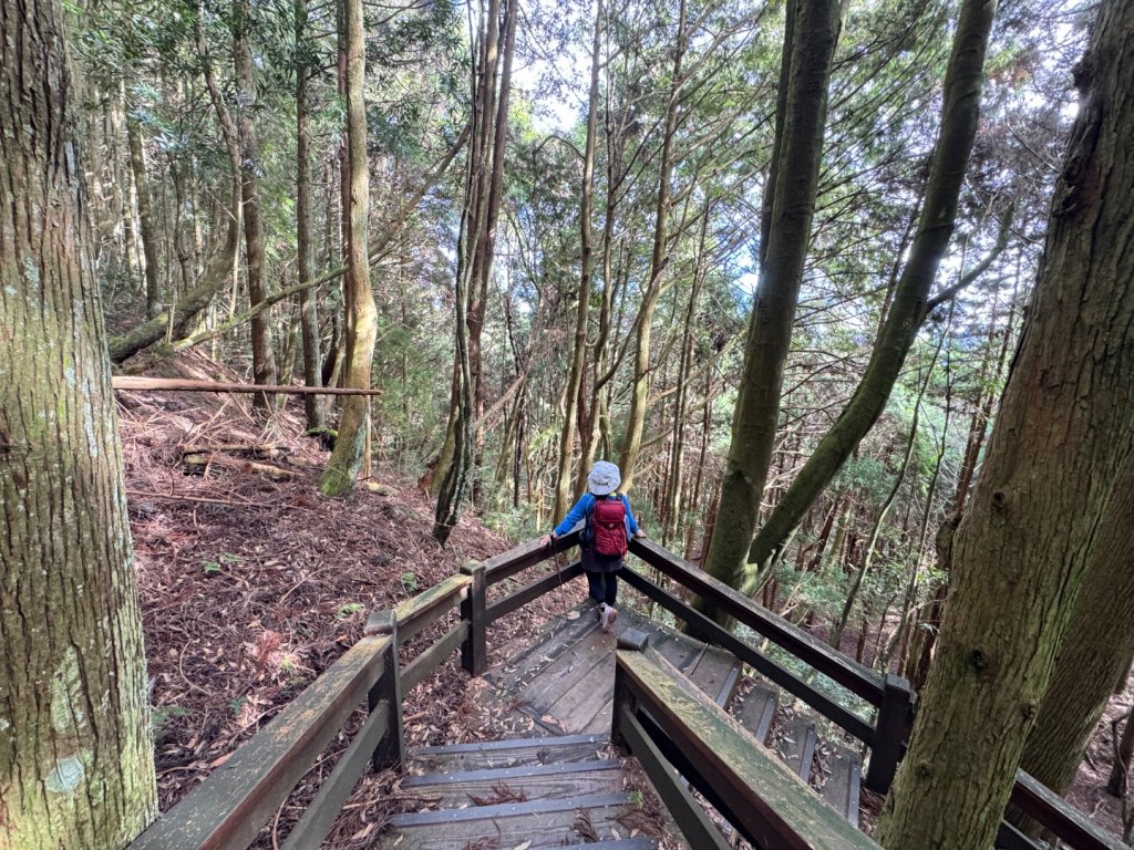 觀霧-檜山巨木群步道_2925499