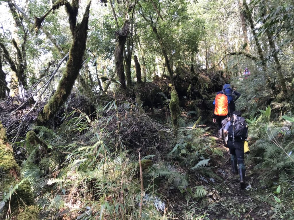 米羅山之木_292395