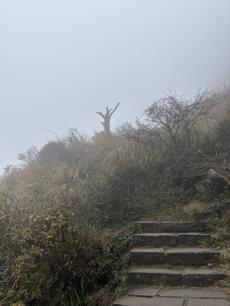陽明山東西大縱走-東段_2984559