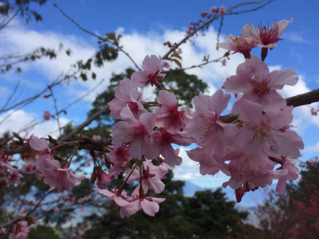20230122高雄二集團櫻花公園_2014825