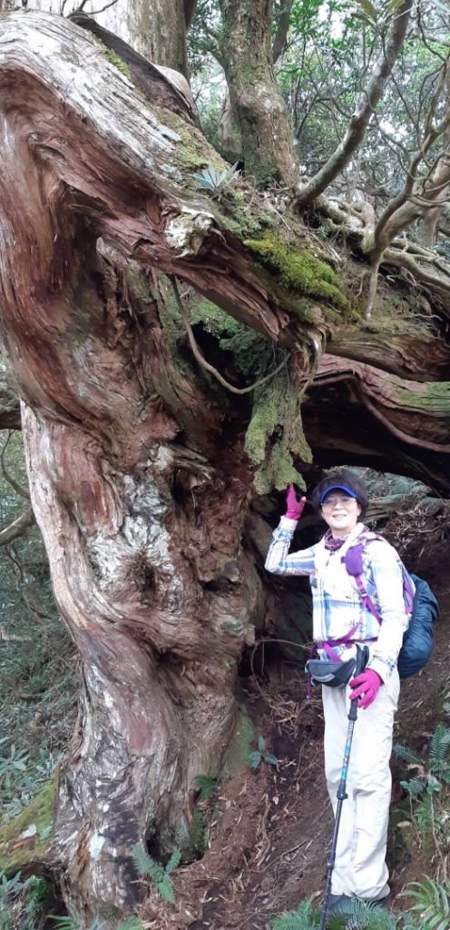 南插天山-待矢負山_291707