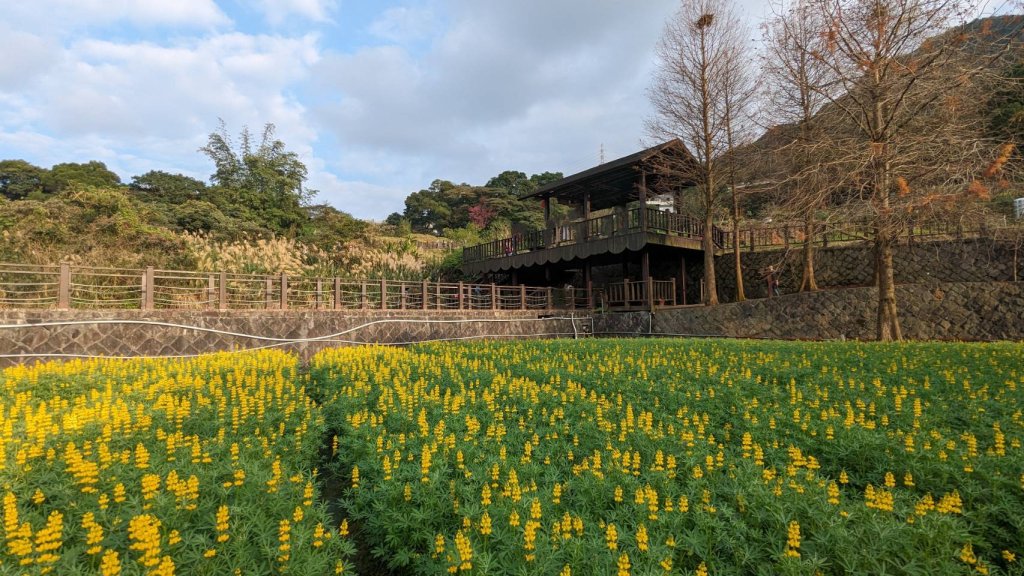 2025貓空樟樹步道花海搶先看，展期：1月18-2月9日，喜歡小冒險可以挑戰攀爬路線猴山岳。封面圖