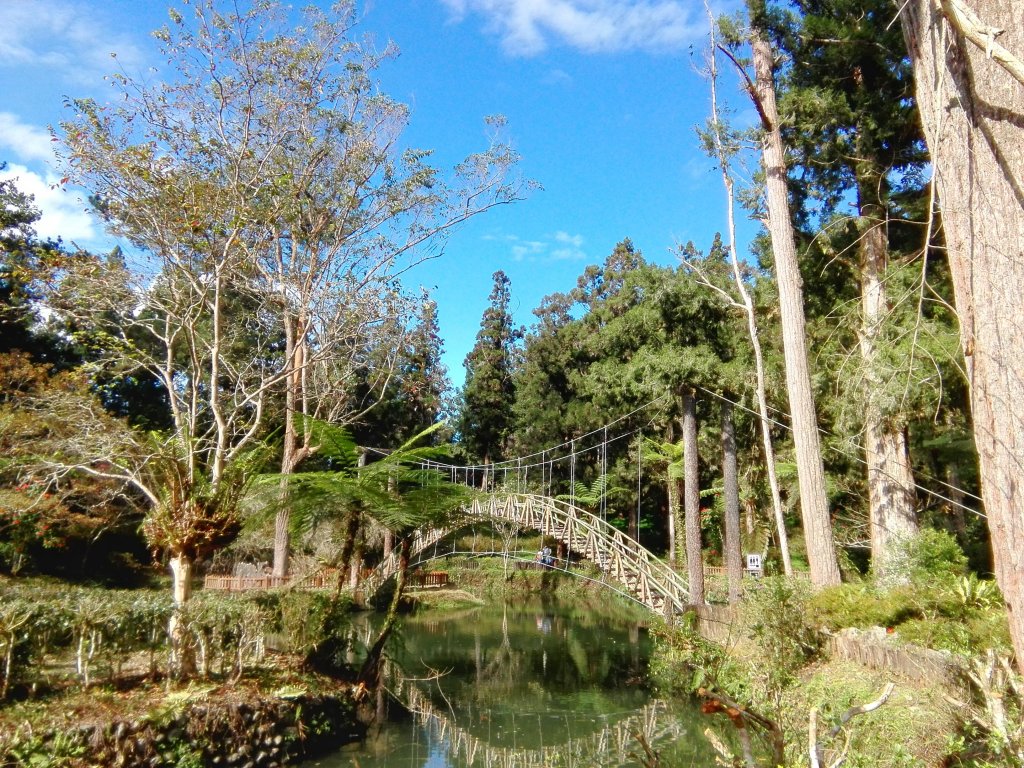 足跡下美麗又浪漫的饗宴 〜 溪頭_467666