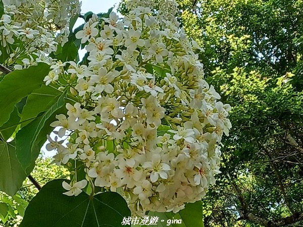 【台中外埔】高鐵觀景台、綠樹成蔭下賞桐花。 外埔水流東桐花步道_2136886