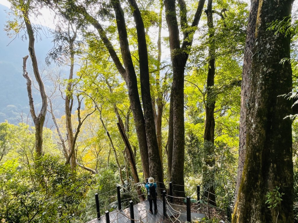 1141129巨人之手｜雪山坑登山步道封面圖