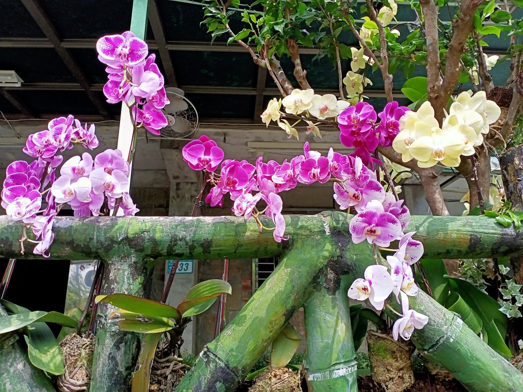 《山路迢遙的新北市雙溪區貂山古道、瑞芳區百二崁步道、金瓜石地質公園、黑肉坪、石尾路步道、黃金博物館》_1452334