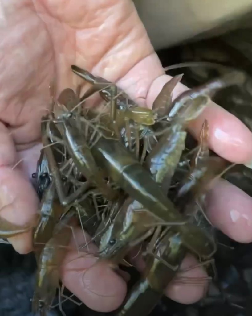 烏來加九寮溪-卡拉莫基清幽小秘境/釣魚💙_2599967