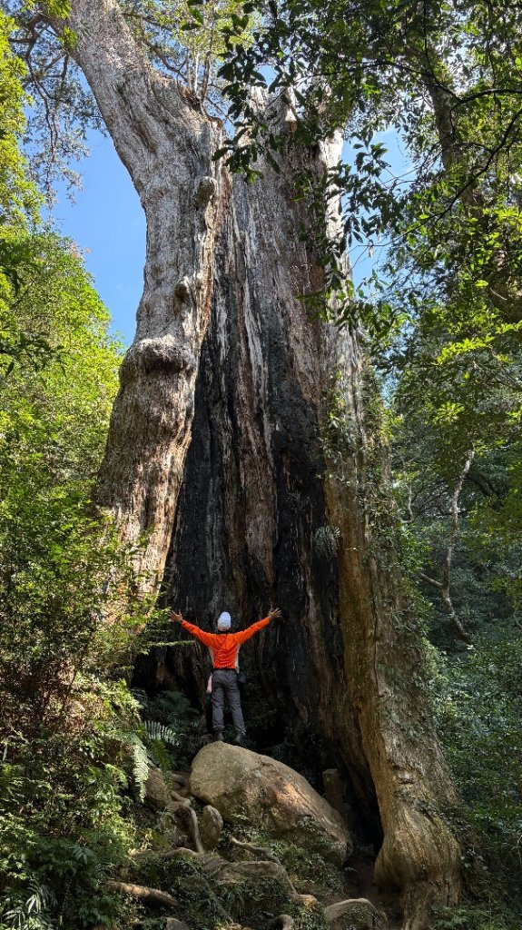 山毛櫸的「最後一舞」_2955348